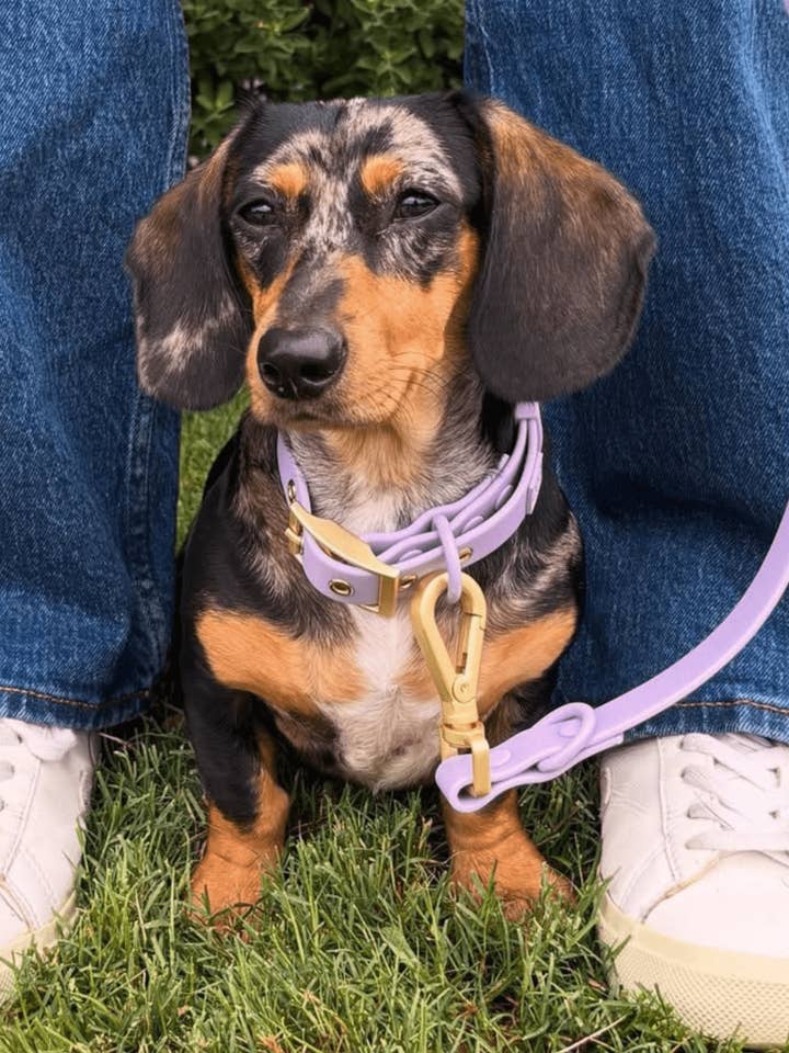 Wander! Multiway Waterproof Leash Lilac for wholesale by FURRY MUSE