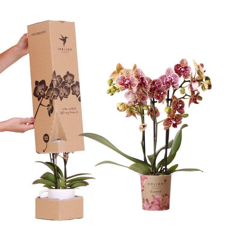 Oasis of Life - Vendita all'ingrosso Piante vive - Surprise Diamond Orchideenbox – Phalaenopsis Orchidea Ø9cm – Scatola a sorpresa con motivi floreali e colori unici – Orchidea premium con 2–3 steli fiorali0
