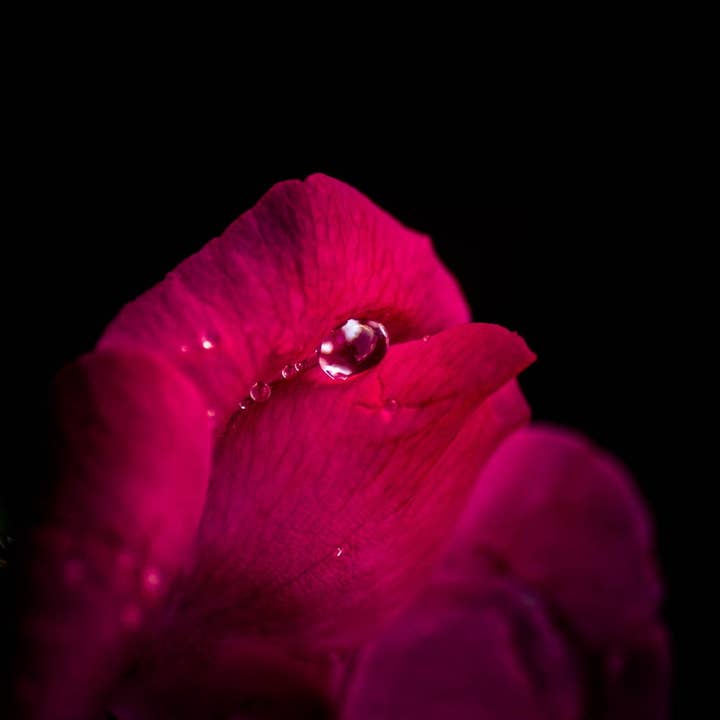 Red Rose Photography Fine Art Wanddekordruck, mehrfarbig für den Großhandel von Hope Decor