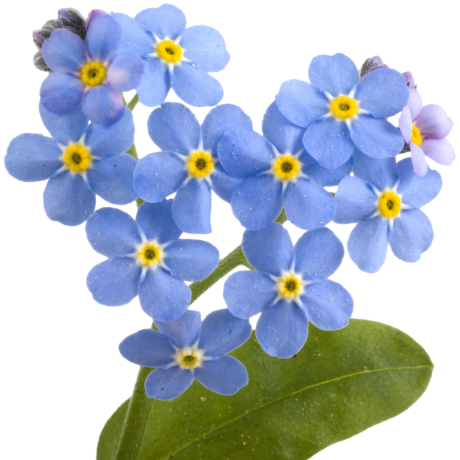 Sprigbox - Wholesale Plant Seeds - Forget Me Not Grow Kit | Thoughtful Gift | Wooden Planter1