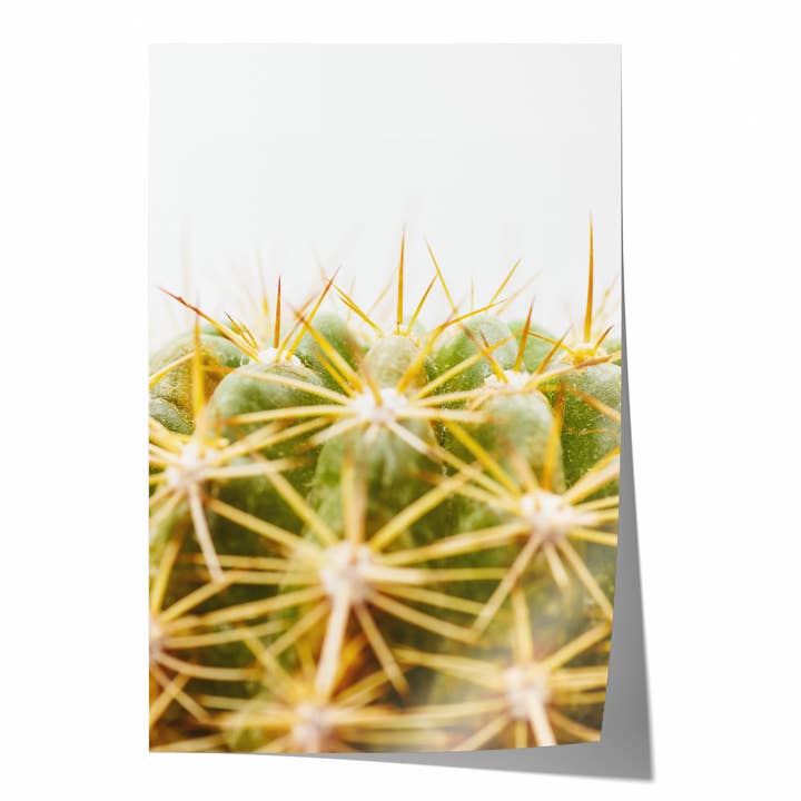 Grüner Kaktus IV | Fine Art Fotografie Druck für den Großhandel von Natasha Riha Photography
