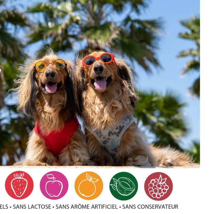 KIT GLACE POUR CHIEN pour la vente par Crocandiz