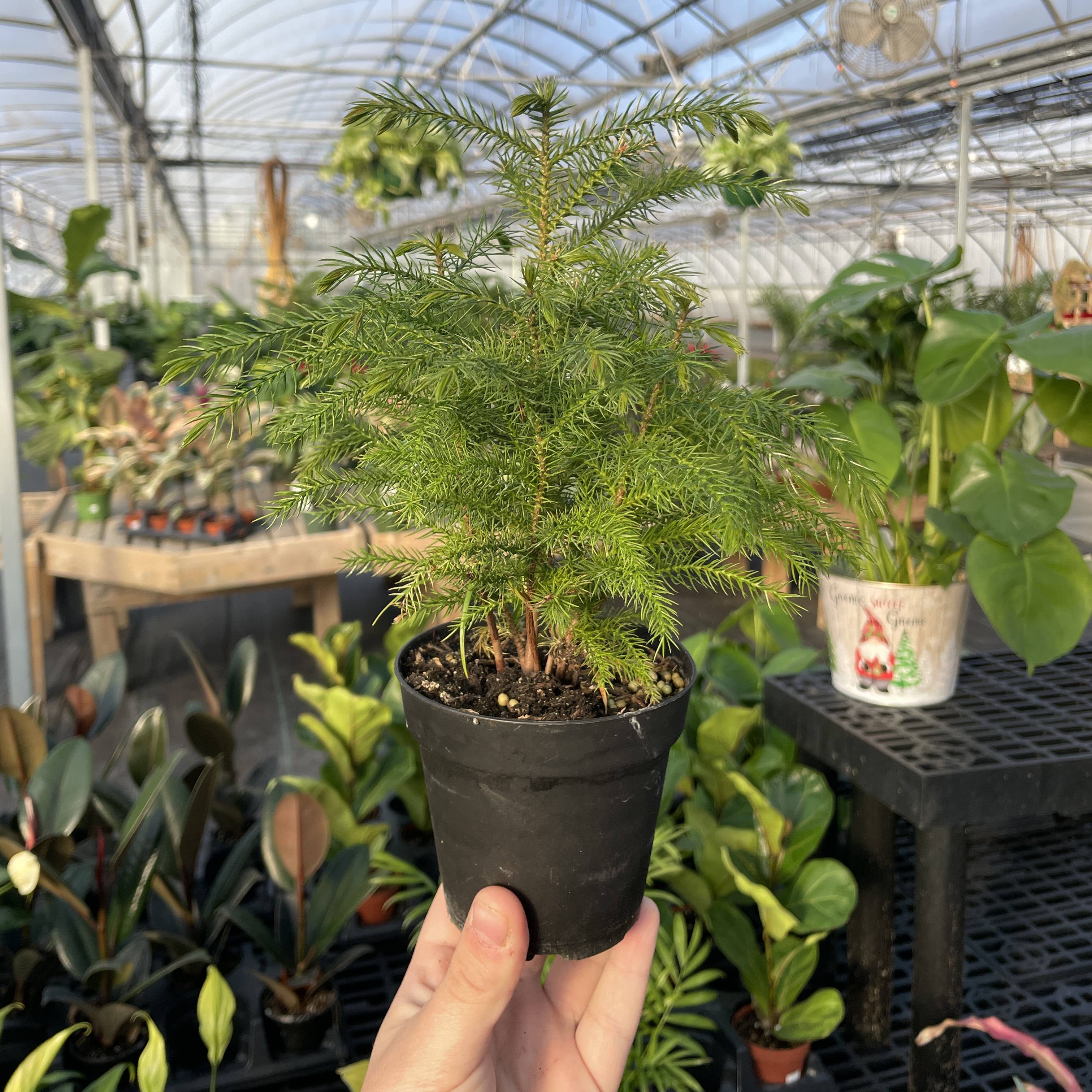 Thorsen's Greenhouse - Wholesale Live Plant - Norfolk Island Pine -  Live Plant6