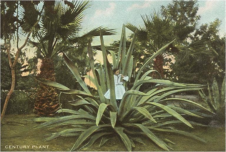 Found Image Press – wholesale Stationery/notecard set – Greeting Card ZA-23 Girl in Agave0