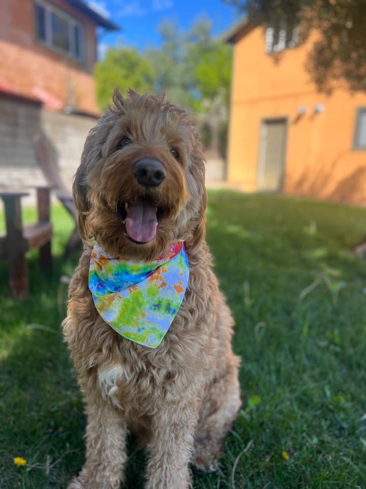 Bandana arc-en-ciel 100 % coton pour la vente par Shanna's Tie Dye
