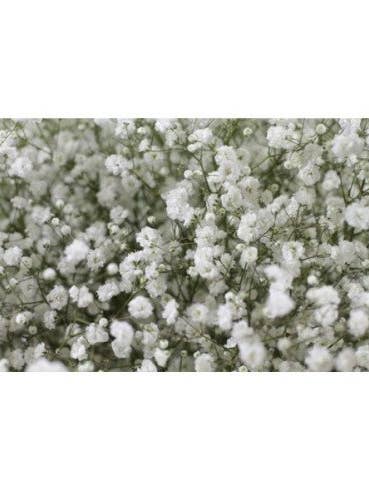 Holiday Gypsophila By the Box 15 Bunches for wholesale by Florasource