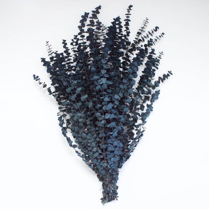Roxanne's Dried Flowers - Wholesale Dried/Pressed Flowers - Eucalyptus - Spiral