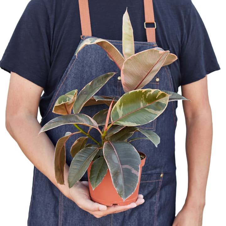 House Plant Wholesale - Wholesale Live Plant - FICUS RUBY PINK 6-inch