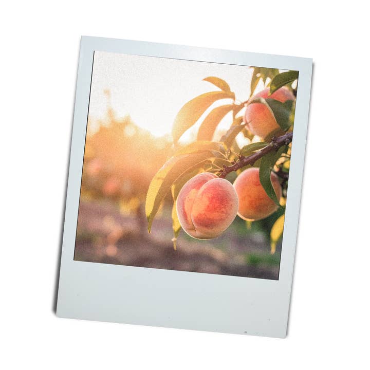 AMBROSIA Candle | Peach Flesh, Orange, Cardamom + Patchouli for wholesale by Gibbous Handmade