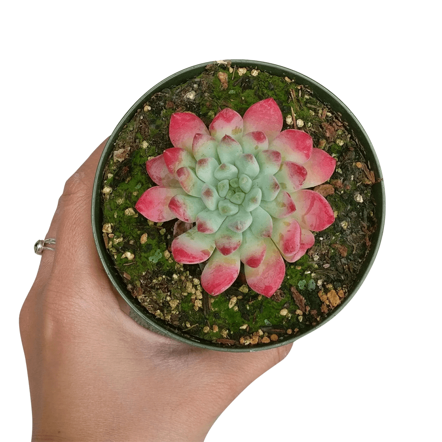 Best Plant Friend - Wholesale Succulent - Echeveria Sedeveria Blue Elf - 2in/4in Live Succulent Plant9