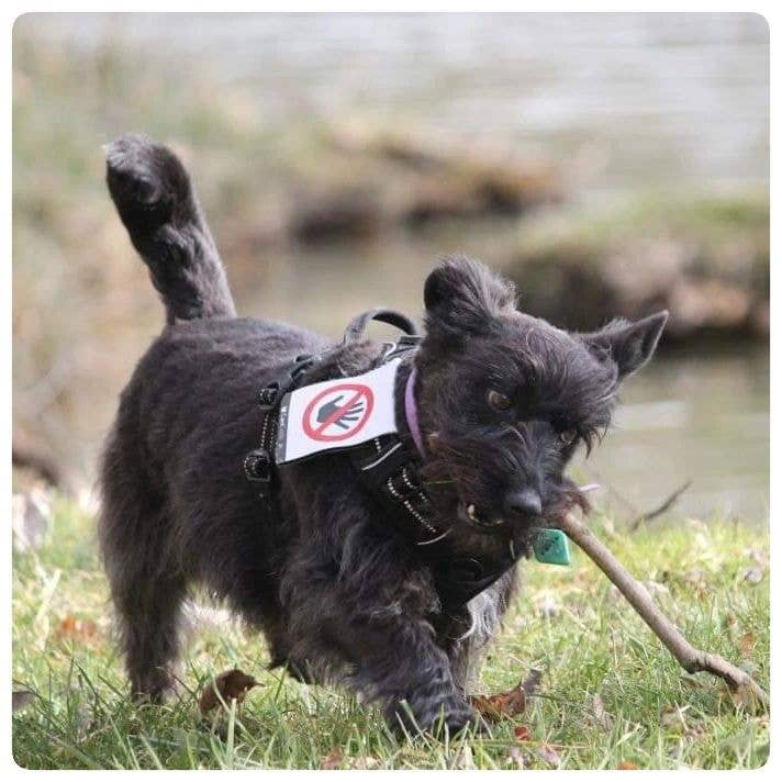 AniCode - Wholesale Pet Collar Charm - Dog - Scratch front/back CaniCode® PICTO HAND1