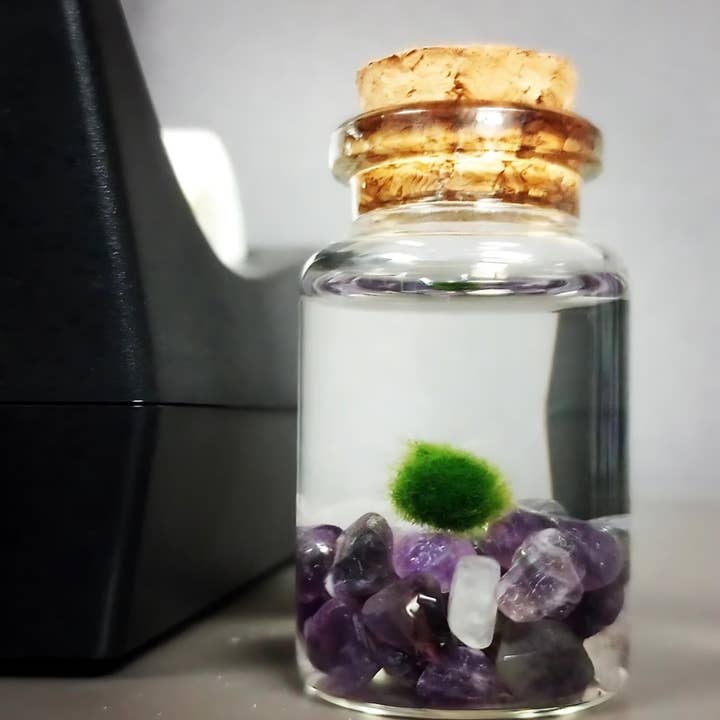 Tiny Marimo Moss Ball Terrarium with Amethyst Gemstones for wholesale by Moss Amigos | Moss Ball Terrariums
