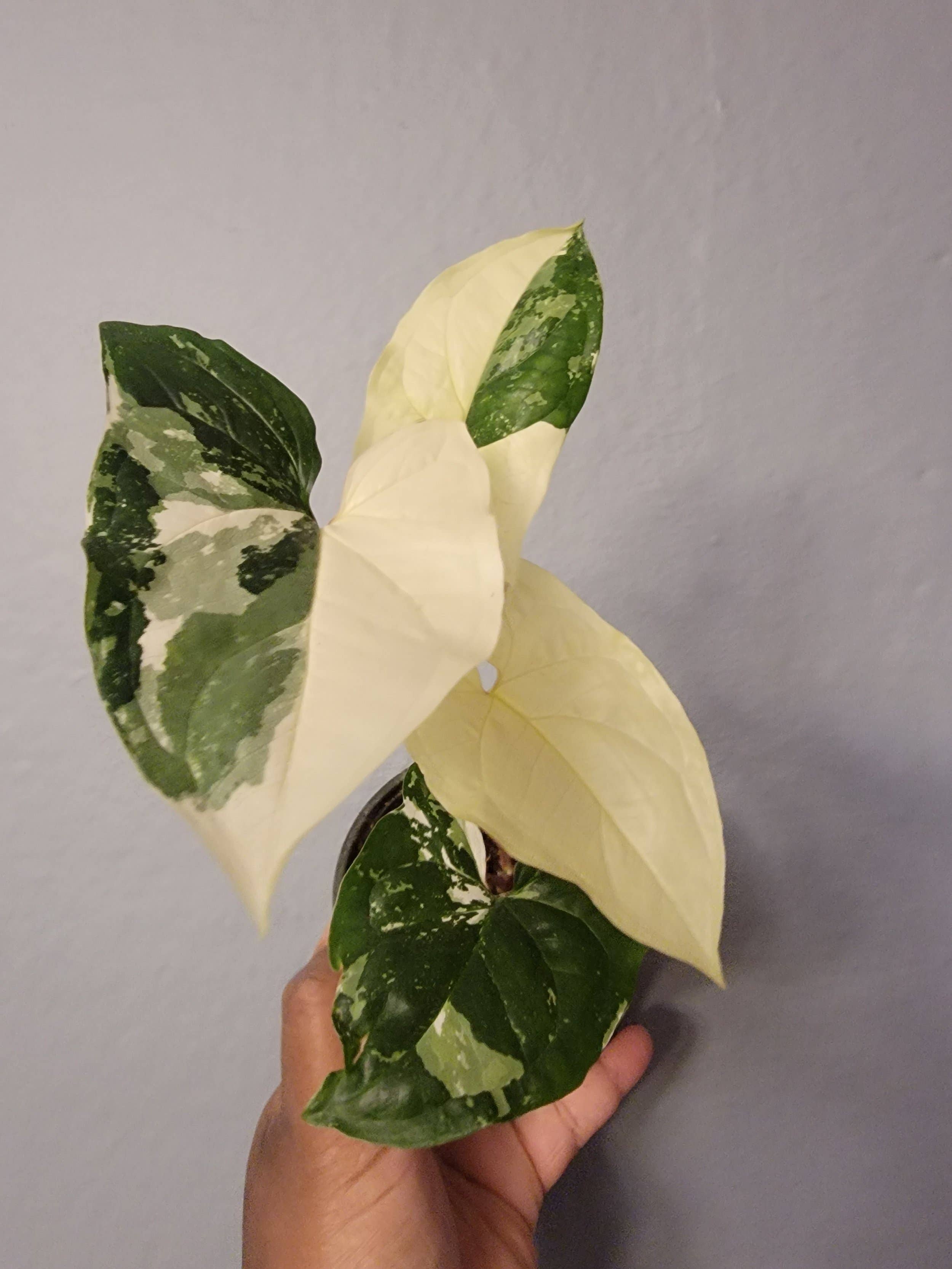 Mosley's Tropical Plants – Großhandel Pflanzen – Syngonium Albo mit 3-4 Blättern, bewurzelter Topf1