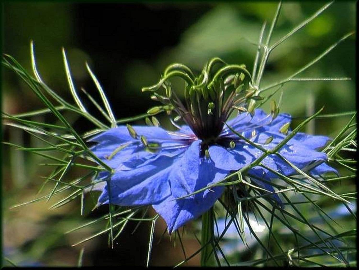 Zayti L.T.D.M - Wholesale Essential Oil - Pure Virgin Black Seed Oil 250 ml Black Cumin.1x5