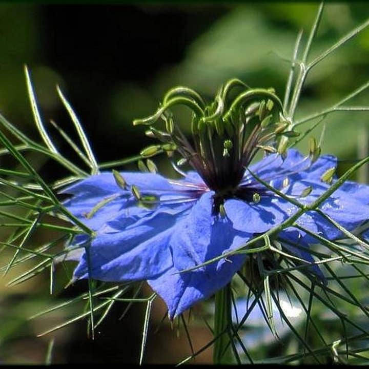 Zayti L.T.D.M - Wholesale Essential Oil - Pure Virgin Black Seed Oil 250 ml Black Cumin.1x5