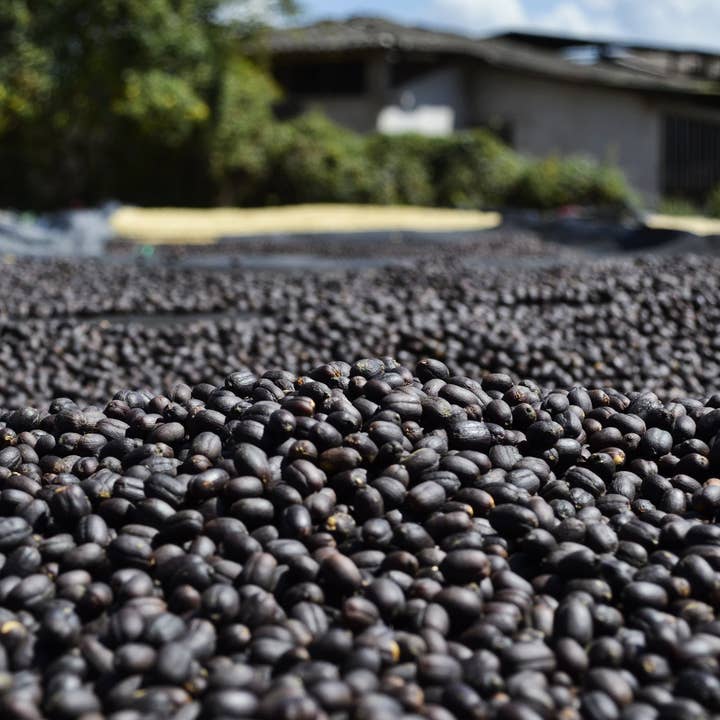 Paso Paso - Farmer Owned Coffee - Wholesale Coffee Beans - Nicaragua - Silvio Sánchez - Catuai Natural3