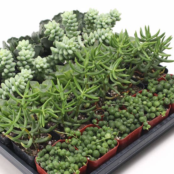 Mountain Crest Gardens - Wholesale Succulent - Easy Indoor Succulents Bulk 25-Pack (5 Varieties, 2" Pots)