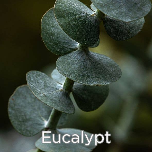 Clothsco - Wholesale Cleaning Cloth - Microfibre Detailing cloth - Beauty" - Eucalypt2