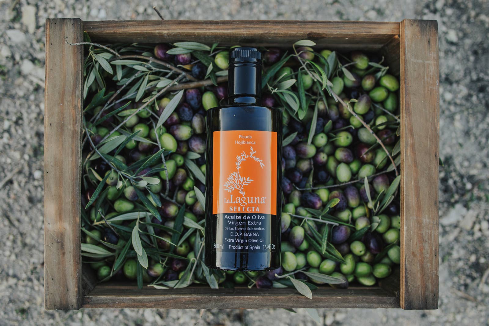 SUCESORES DE HERMANOS LOPEZ S.A. - Wholesale Olive Oil - GLASS SELECT LAGOON 500 ML1