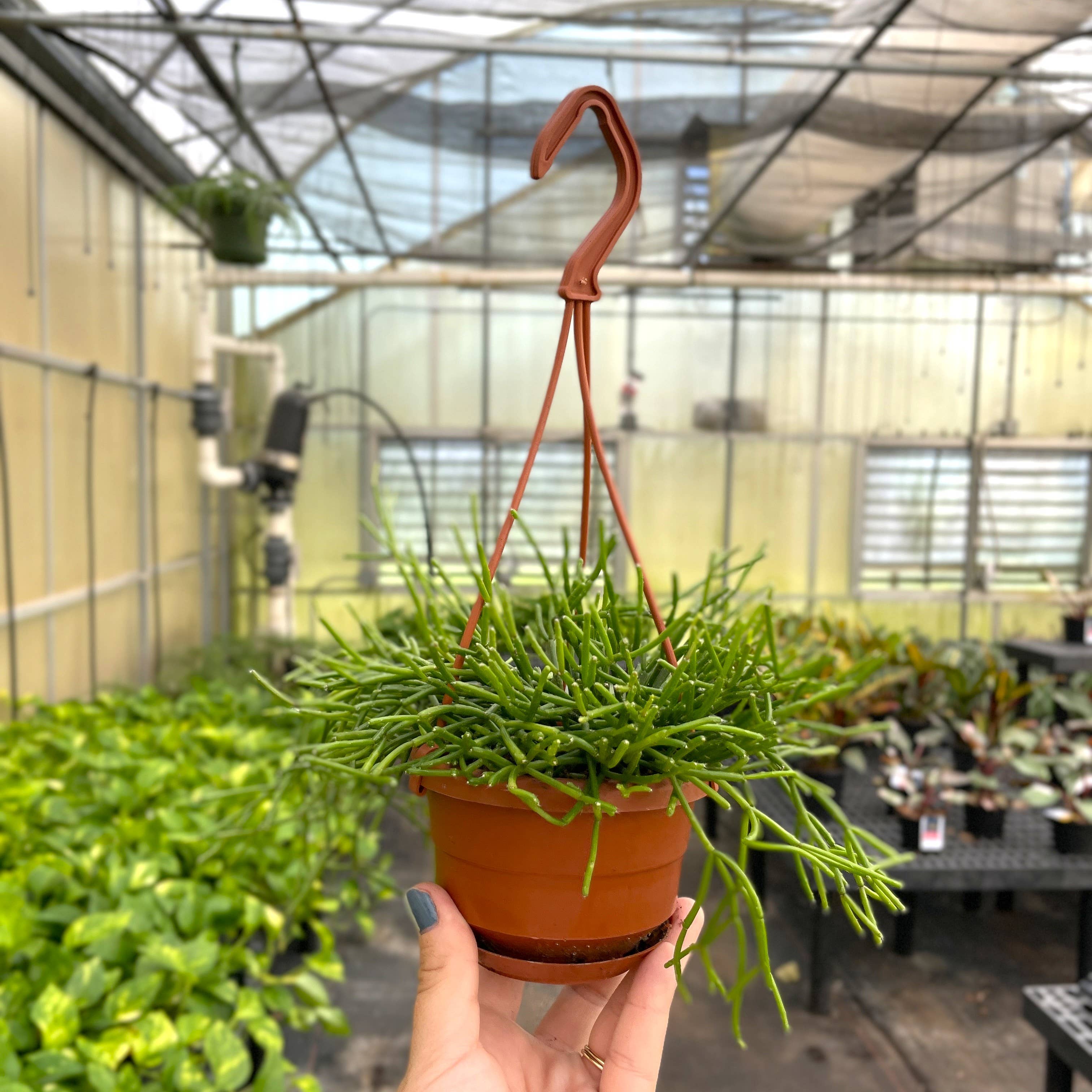 Thorsen's Greenhouse - Wholesale Live Plant - Rhipsalis Cactus Hanging Pot - 4" Live Plant2