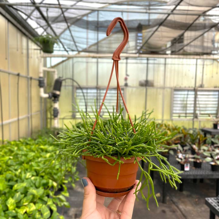 Thorsen's Greenhouse - Wholesale Live Plant - Rhipsalis Cactus Hanging Pot - 4" Live Plant2