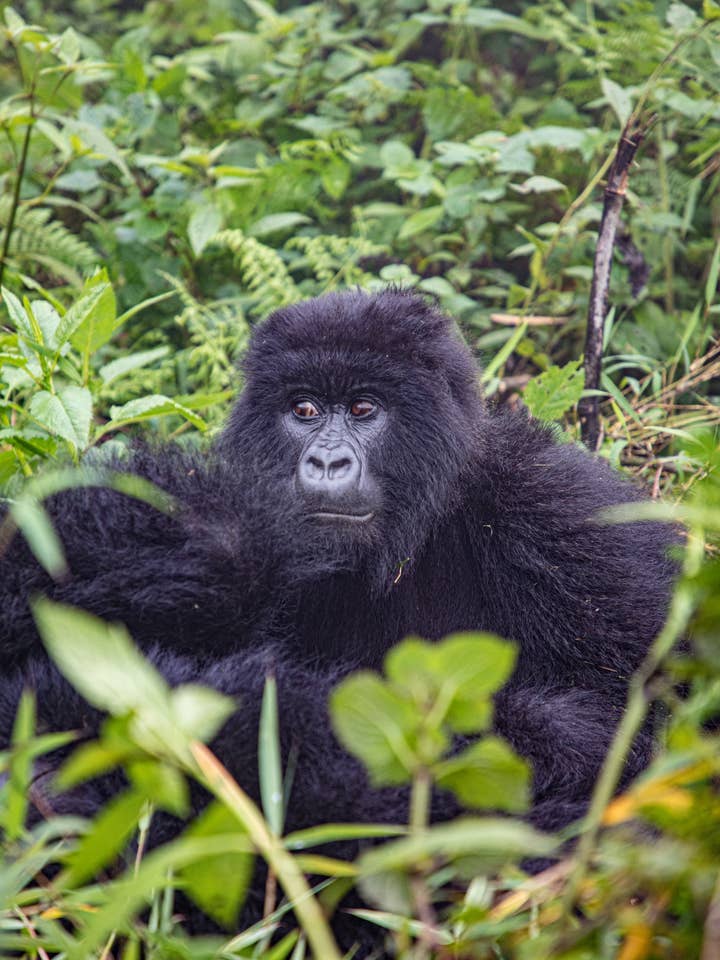 Safari - Natural habitat for wholesale by Posters & Puzzles