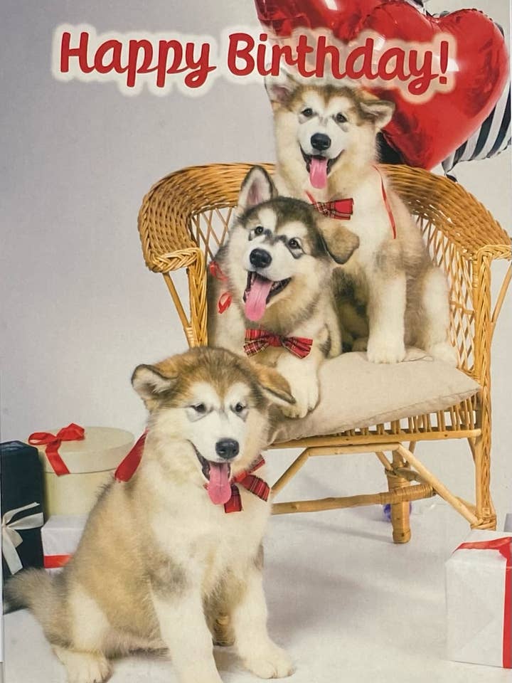Gelukkige verjaardag, drie husky puppy's met ballonnen voor wholesale door 90210 Exotics