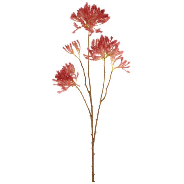 Cotinus, 72 cm, mörkrosa för wholesale av GASPER GmbH