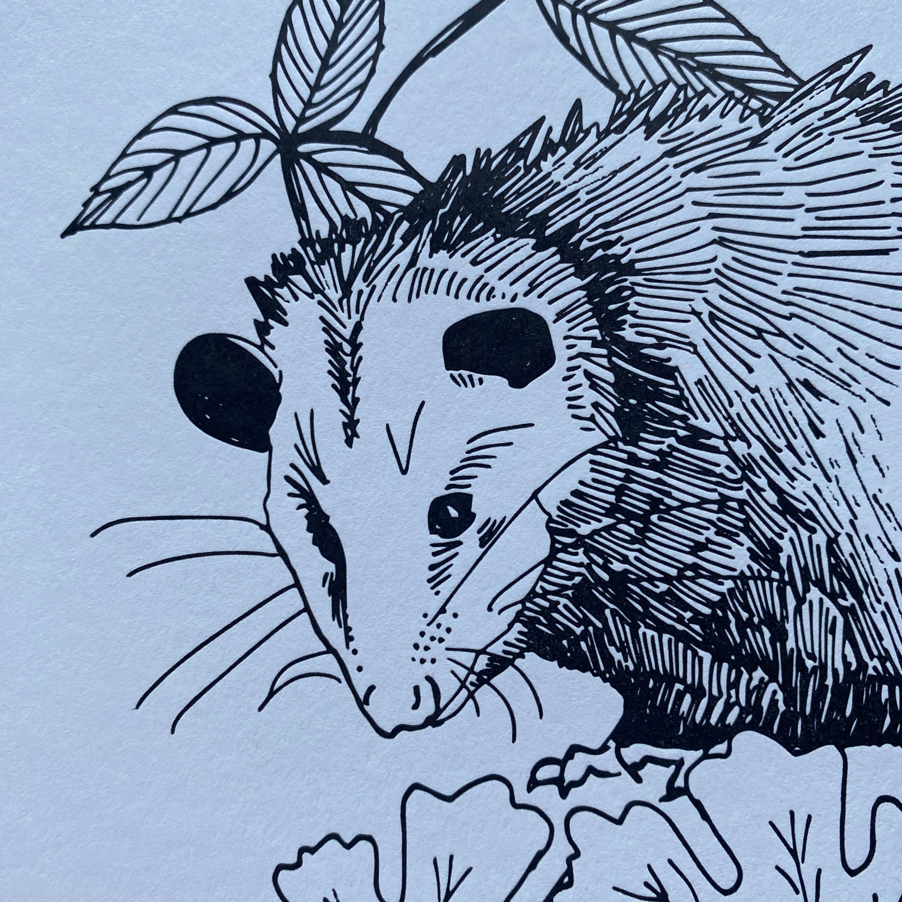 Ratbee Press - Wholesale Art Print - 11" x 14" Possum and Native Flowers Print2