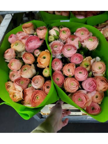 Ranunculus Salmon 100 stems for wholesale by Florasource
