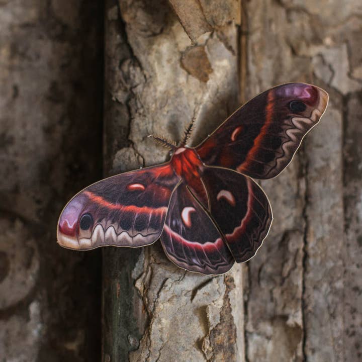 Moth and Myth - Vendita all'ingrosso Ritagli - Set falena Cecropia 'Autumn'
