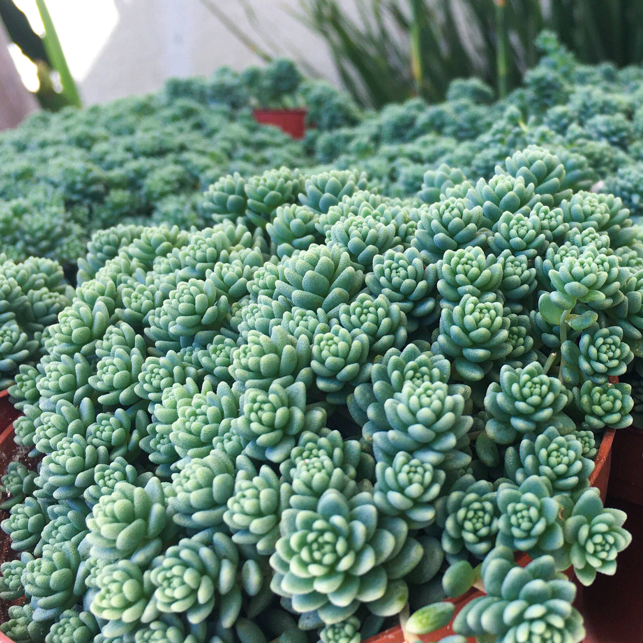 Best Plant Friend - Vente Succulentes - Sedum Major - Sedum dasyphyllum 'Ciels Himalayens'3