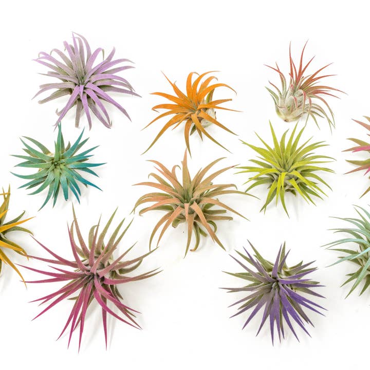 Air Plant Shop - Wholesale Live Plant - Color Enhanced Tillandsia Ionantha Rubra Air Plants17