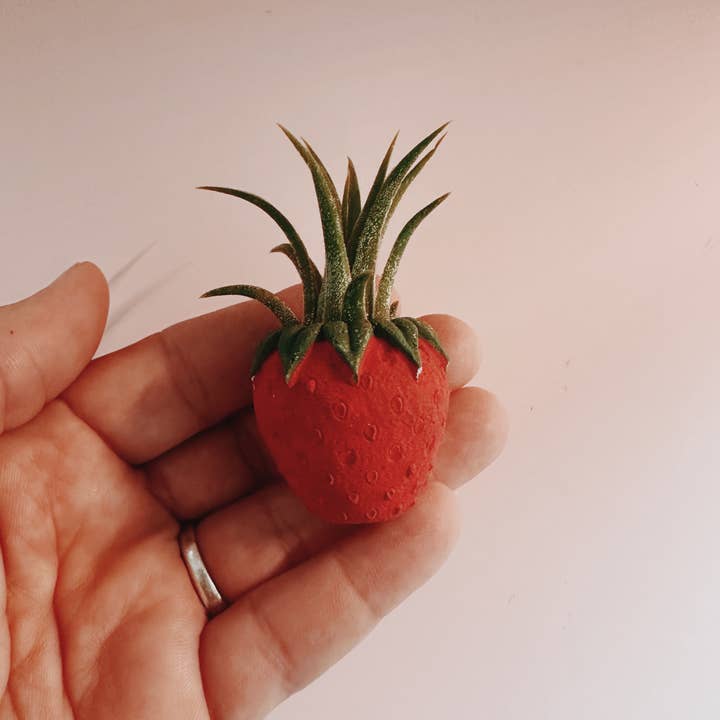 O'Berry's Succulents - Wholesale Plant Pot - Red Strawberry Patch Mini Planter and Air Plant1