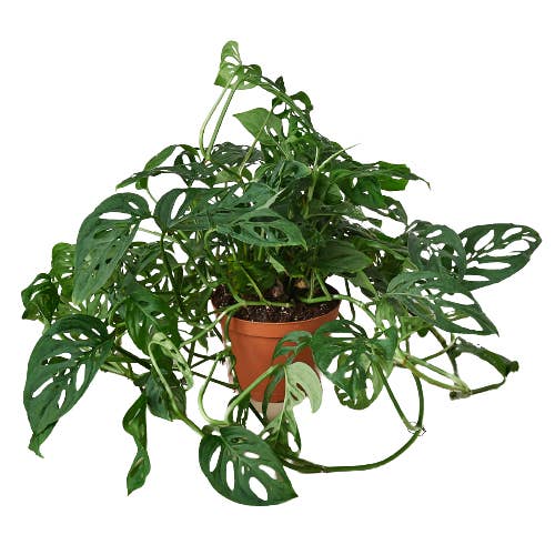 House Plant Wholesale - Wholesale Live Plant - MONSTERA SWISS CHEESE 6-inch0