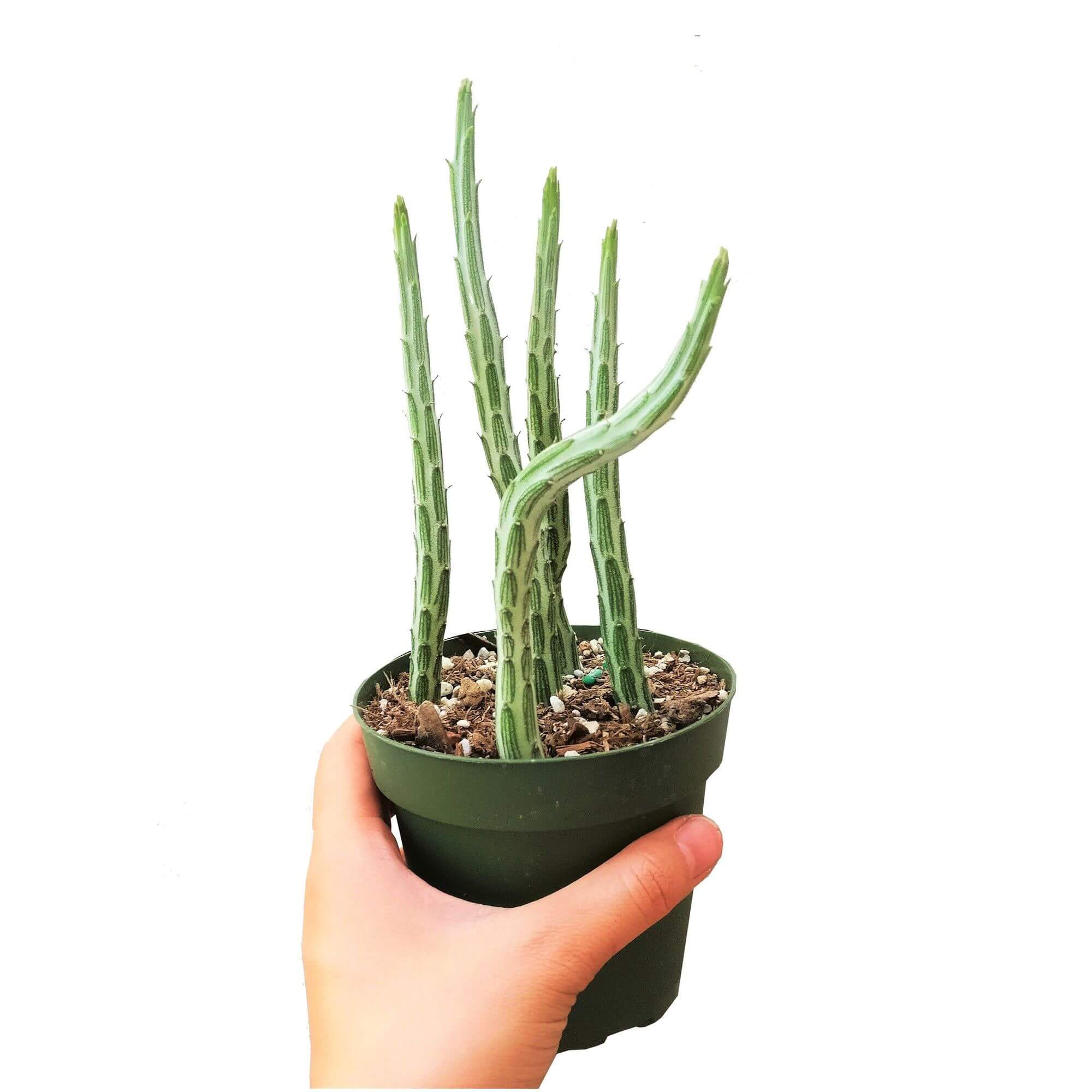 Best Plant Friend - Wholesale Succulent - RARE Pickle Plant Senecio stapeliiformis 2/4" Succulent6
