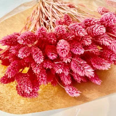 Chaton Et Monsieur Ours - Wholesale Dried/Pressed Flowers - dried PHALARIS