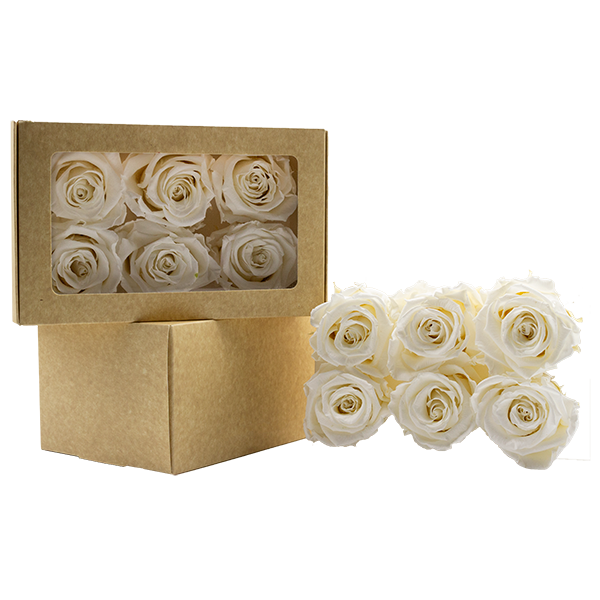 Concari.flores Preservadas - Wholesale Artificial Flowers - SPLENDID ROSE PRESERVED IN VARIOUS SHADES4