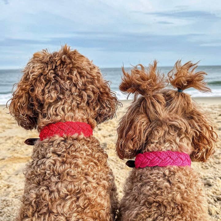 BAYDOG - Wholesale Pet Collar - Dog - Seaside Dog Collar