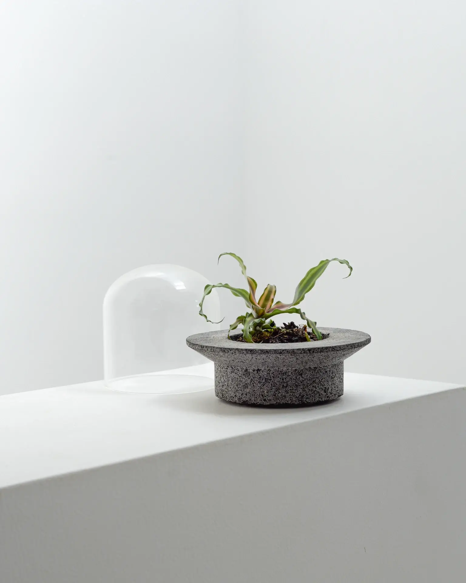 Pietra grigia Fioriera per terrario UFO in vendita all'ingrosso su Faire7