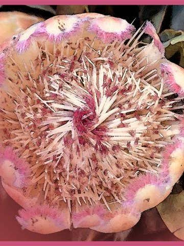 Grand Schal 100% Seidensatin Dis 57651 Var 1 für den Großhandel von tessago