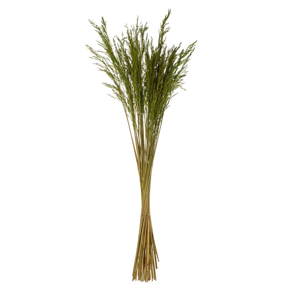 Dried Decor - Wholesale Dried/Pressed Flowers - 36" Congo Grass, 8 oz Bundle | 30 Bunches | Green0