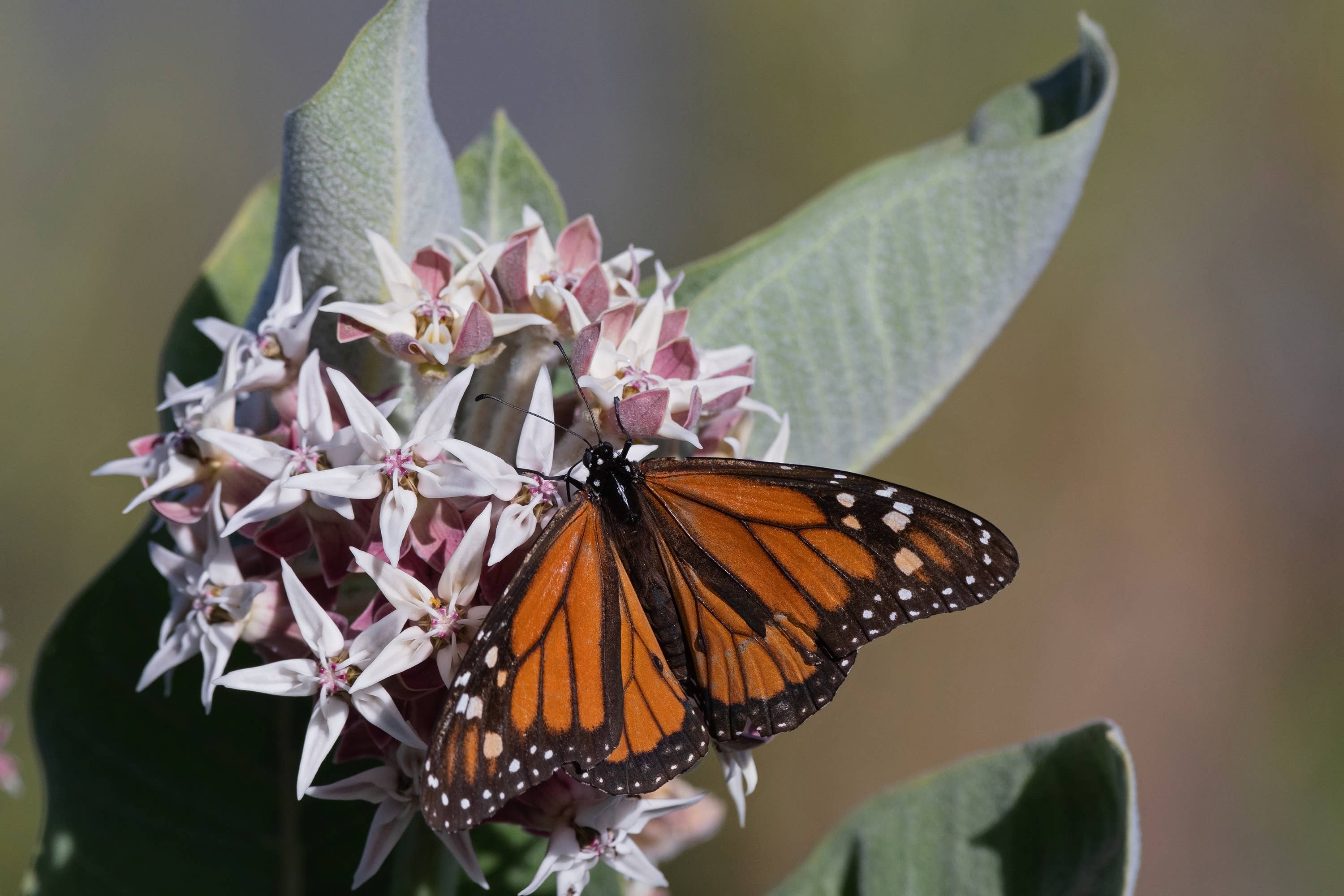 Bentley Seed Co. - Wholesale Plant Seeds - Help Save the Butterflies - Milkweed Mix Seed Packets9