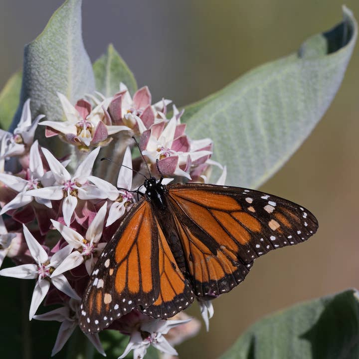 Bentley Seed Co. - Wholesale Plant Seeds - Help Save the Butterflies - Milkweed Mix Seed Packets9