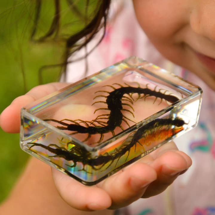 Our Earth Life – wholesale Decorative tabletop object – Centipede Specimen