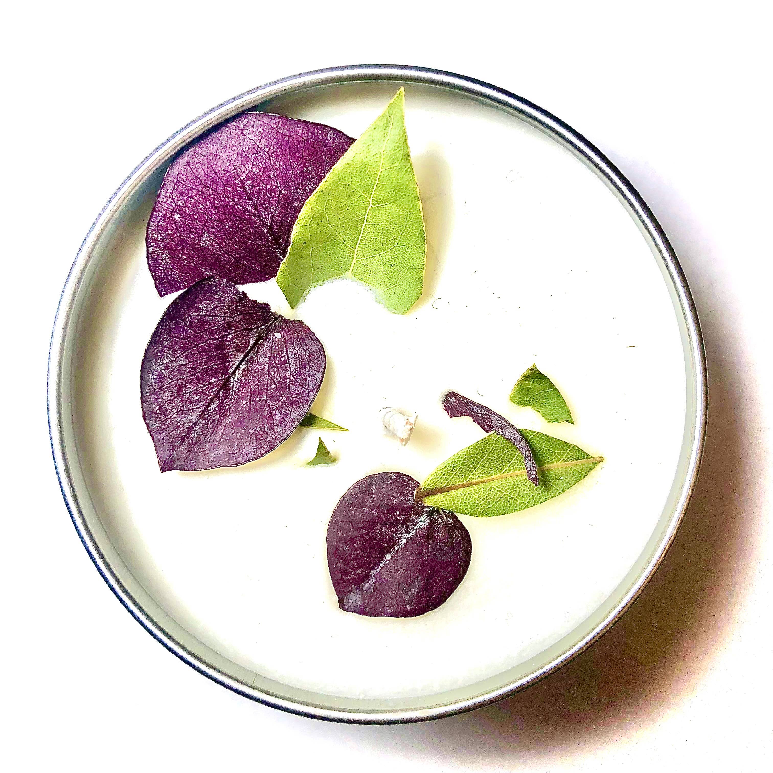 No Ennui - Wholesale Travel Candles - "Breathe" Eucalyptus & Mint Blend Botanical Soy Candle1