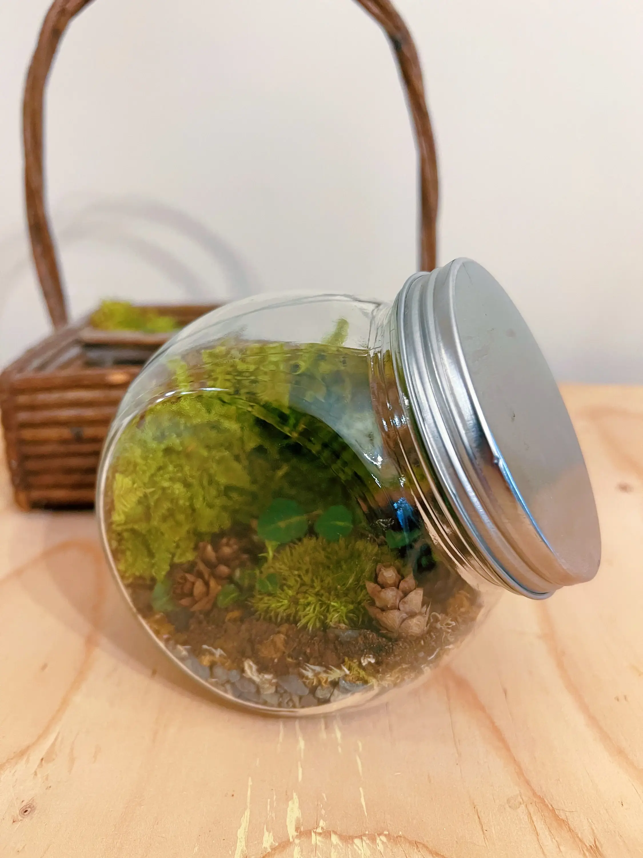 Moss & Stone Gardens - Wholesale Terrarium - DIY Moss Terrarium Supply Kit – Live Moss & Forest Accents 2
