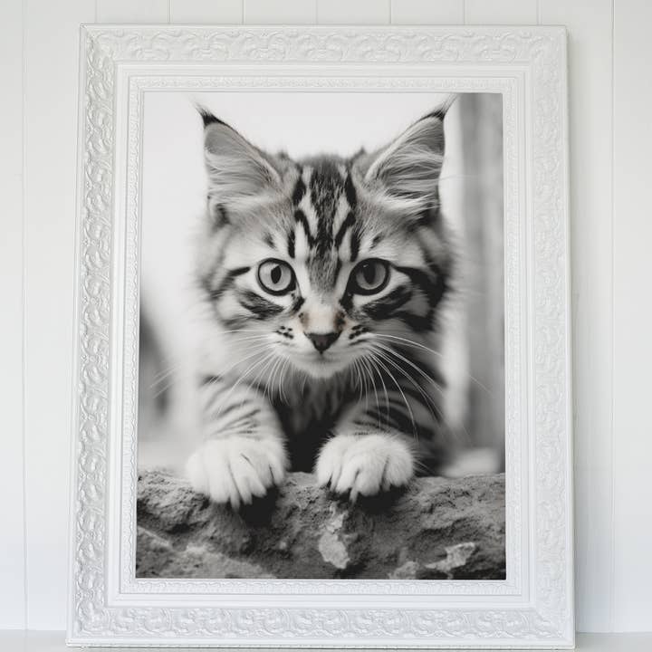 paperwhite Baby Cat Poster - Vintage Black White Photo for wholesale on Faire
