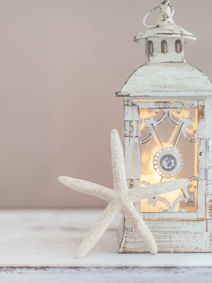 Shells for wholesale by Botanico Ltd.