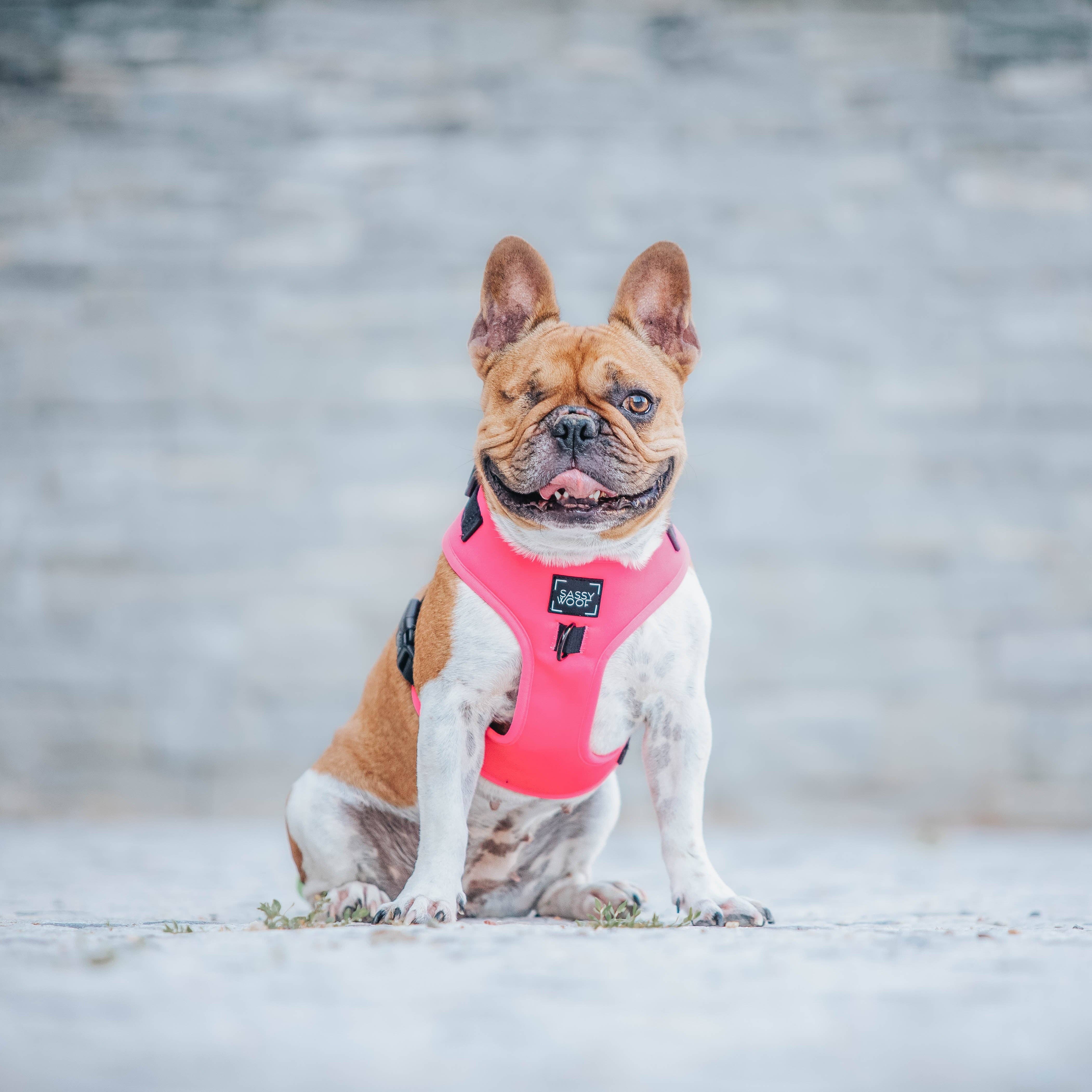 SASSY WOOF - Wholesale Pet Harness - Dog - Dog Adjustable Harness - Neon Pink7